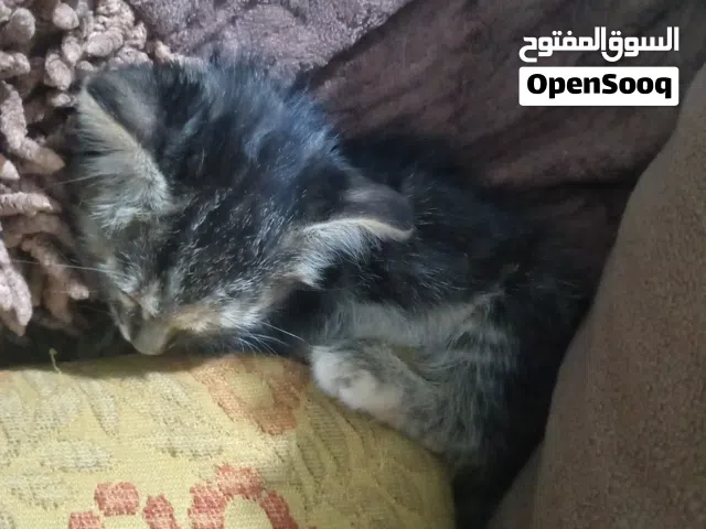قطة للبيع عمر 3 اسابيع امها ميتة