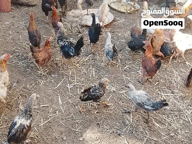 دجاج عمانيات للبيع بريال وشي بريالين