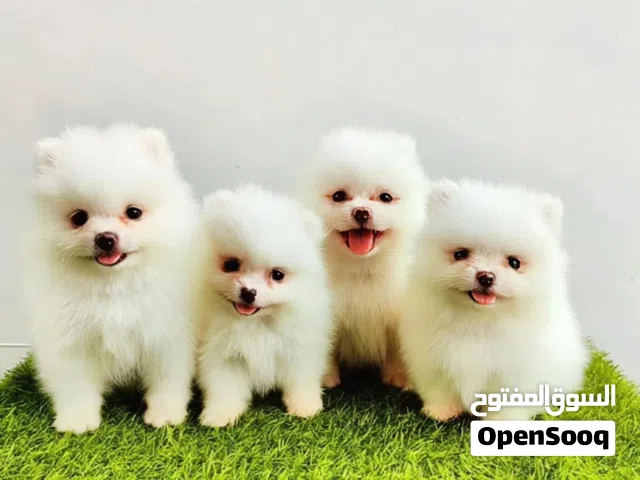 Pomeranian  عرض لفترة محدودة  افضل سعر واعلا مستوى