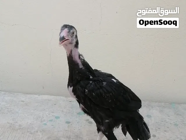بتشوات باكستانيات للبيع اقرا الوصف مهم جدا