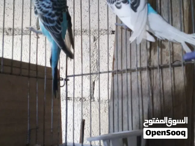 طيو حب وجنة للبدل على جوز كوكتيل