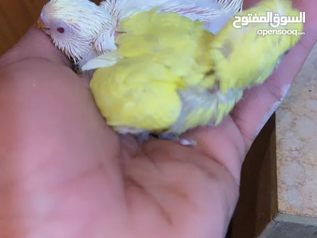 جوز حب تحتو فرخين وبدو يبيض