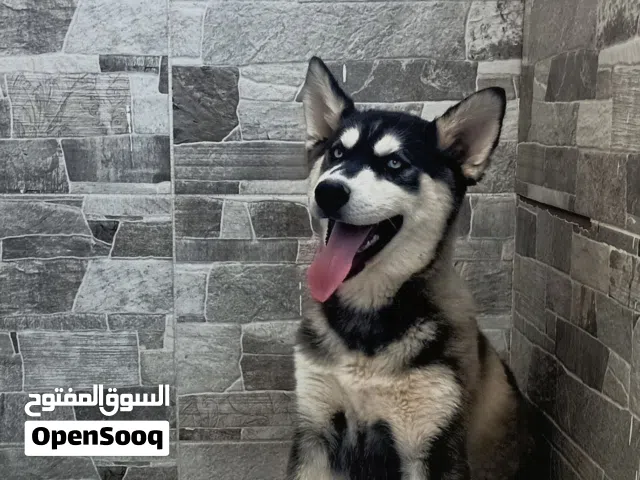 جرو هاسكى   ذكر وأنثى  مطعمين ثناءى عمر 4شهور لاعبين الواحد على 5000قابل للتفاوض