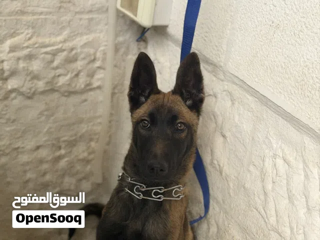 كلب مالينو ذكر عمر 4 شهور