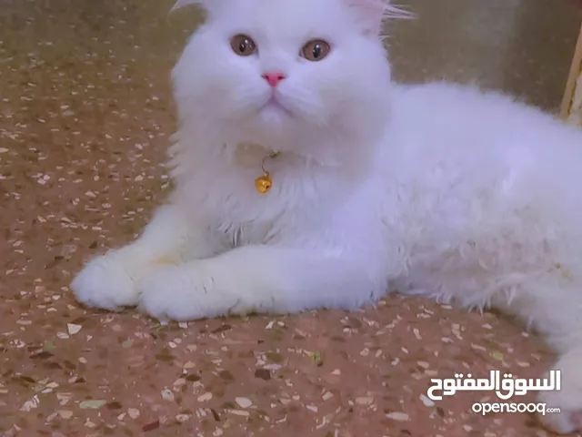 قط أليف للتبني