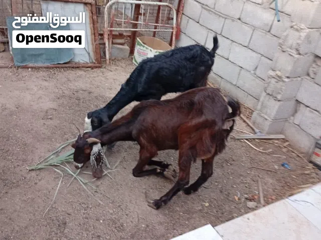 صخلتين نثايه للبيع حلال