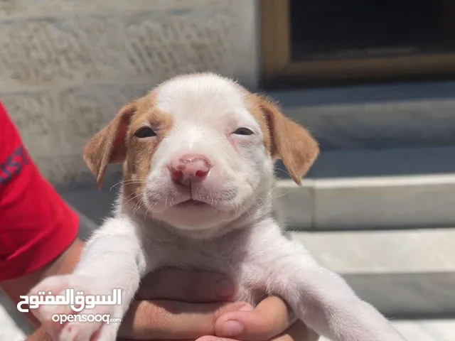 جراء بيتبول للبيع موجود صورة الاب و الام