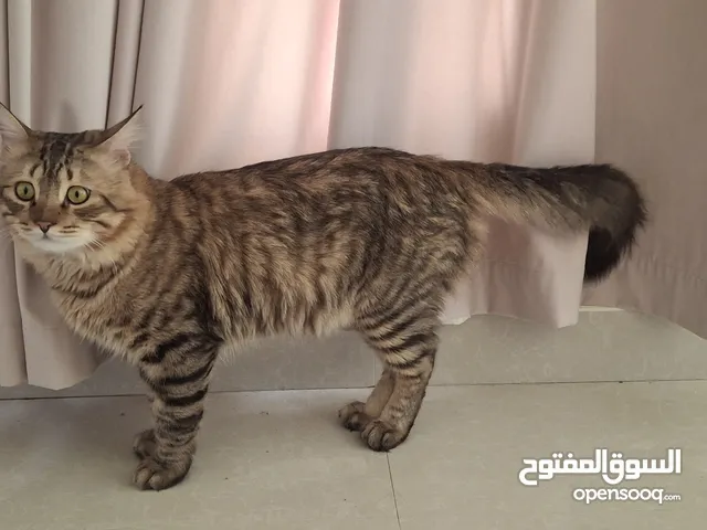 قط شيرازي للبيع