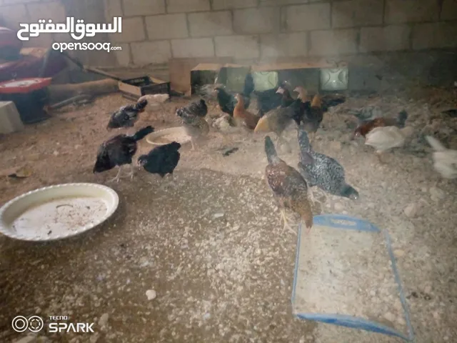 فراخ للبيع