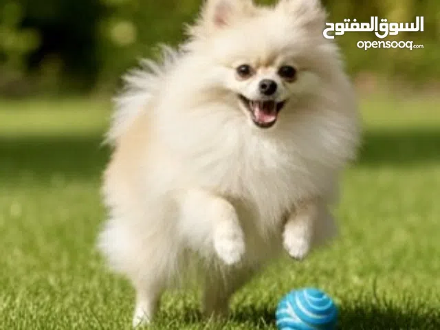 Tea cub Pomeranian Male for Mating للتزاوج