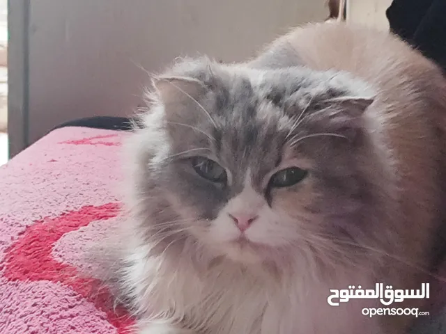 قطه سكوش اليفه جدا