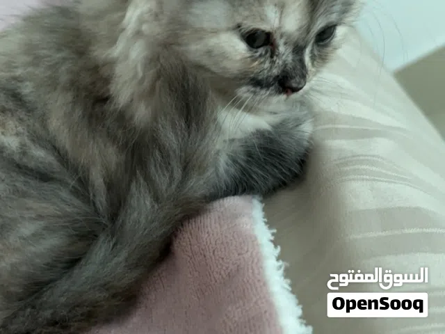 4 month old kitten
