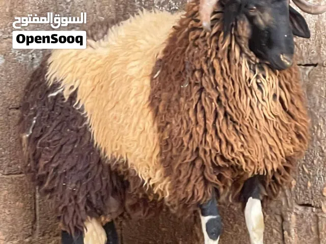 بسم الله ماشاء الله
