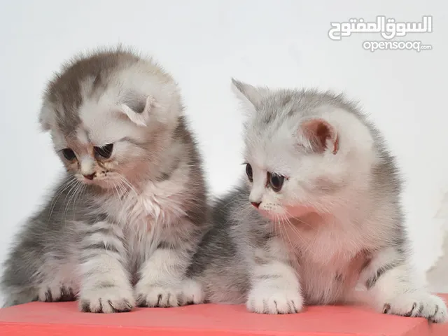 بسم الله الرحمن الرحيم، متاح 6 حبات كتن سكوتش فولد و ستريت اناث و ذكور المهتم يشوف الوصف.....