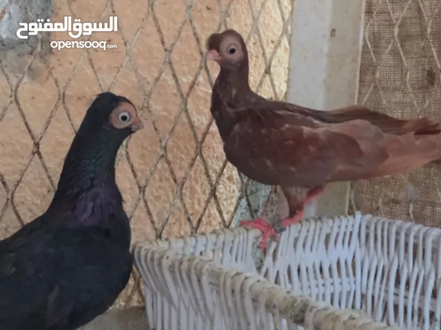 للبيع مجموعة طيور