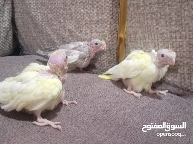 موجود فراخ كوكتيل لعشاق الزق اليدوي