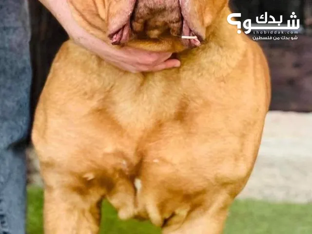 إعلان: كلب