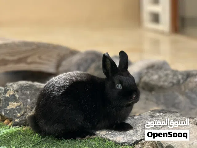 الأرنب القزم