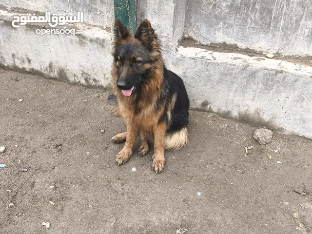 متاح كلبه جيرمن للبيع