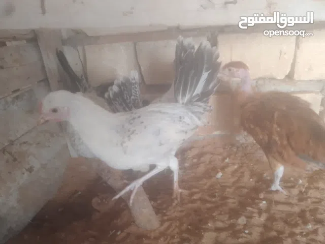 عتاتيق اللله يبارك يبو من يكسب