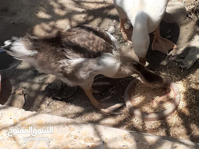 بطوط كوبرة عمر شهرين بحالة جيدة
