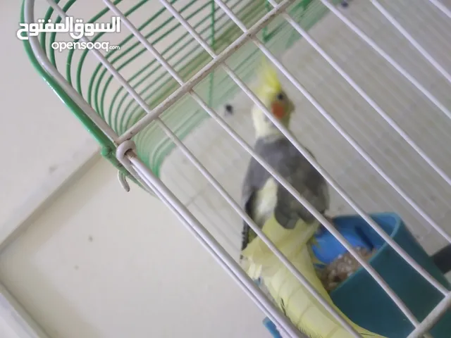 عصافير كوكتيل للبيع بسعر مغري