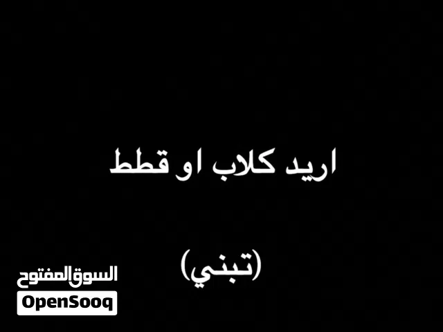 اريد كلاب او قطط التبني