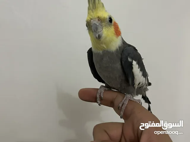 طير كوكتيل للبيع مع قفصه واكله