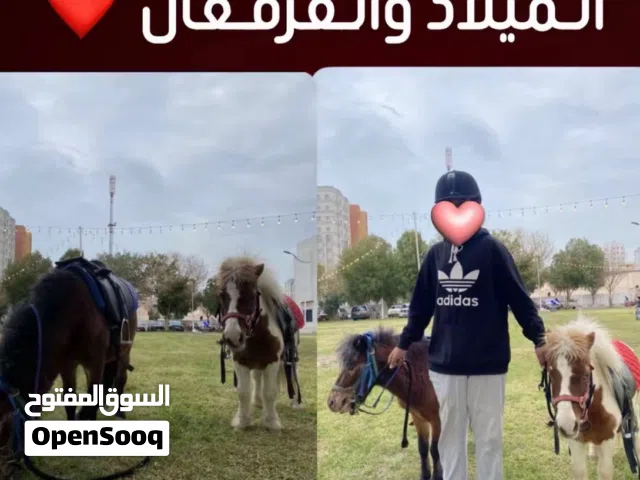 الايجار بوني القرقيعان والمناسبات