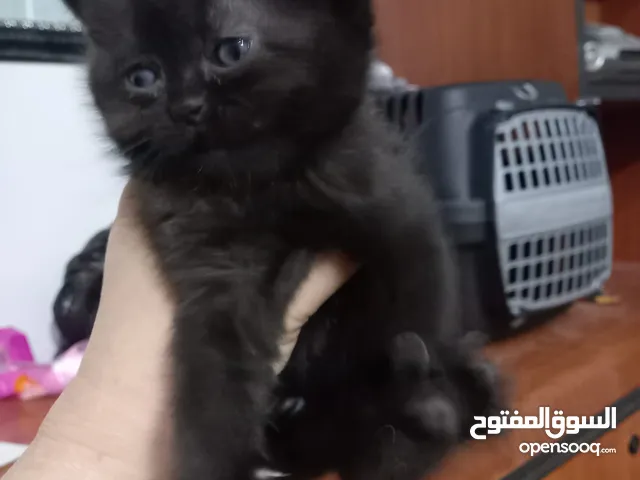 قطط سكوتش للبيع