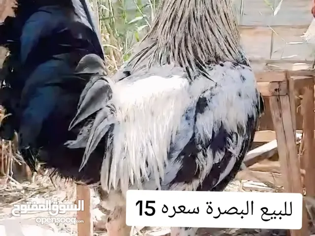 ديج عربي اصلي شوكي نقي شاهد الوصف