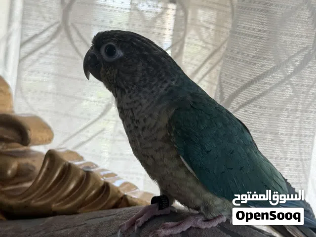 Turquoise conure