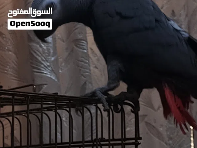 سلام عليكم كاسكو أفريقي عمر سنتين مفتوح بل كلام سعر 10 ورقات المكان البصرة الابلة قرب جامع سيد علي