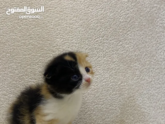 سكوتش فولد