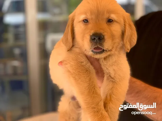 جولدن ريتريفر مدربه كامل ..جميع اللقاحات اللازمه وجرعه الدود ومايكروشيب التسليم في عياده بيطريه