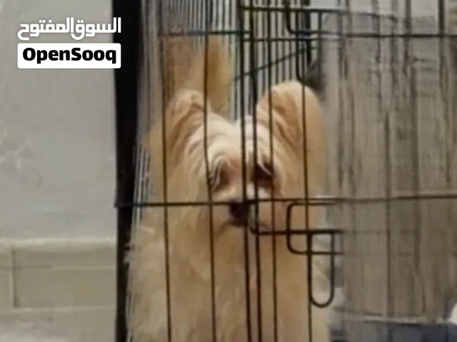 كلب نوع شيتزو العمر 6 شهور