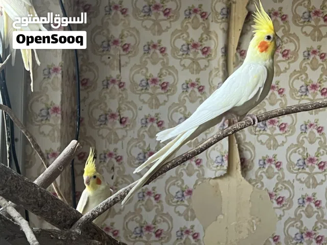 كوتيل للبيع