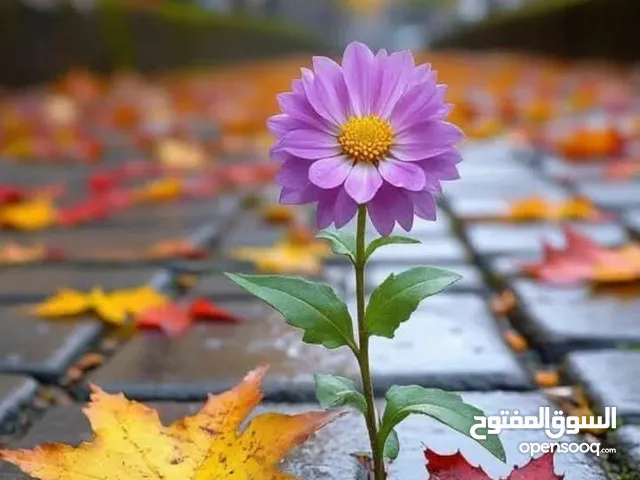 تاسيس شركات بيع شركات جاهزه فودافون لشركات تاسيس شركات بيع شركات جاهزه فودافون لشركات