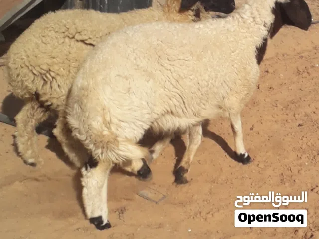 زوز إفطايم برقاويات عمرهم 4شهور إفاطايم ماشاء الله لا قوة إلا بالله خاليات من جميع العيوب سعر الواحد