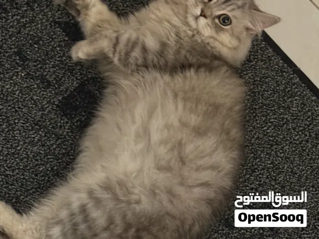 قطه للبيع بنغازي