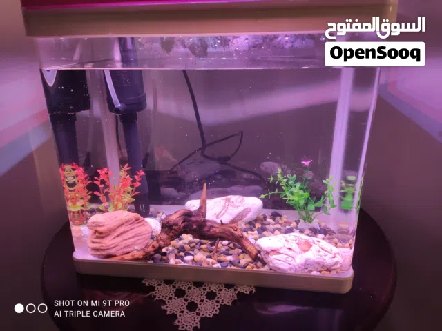 حوض سمك معا زوز سمك قولدن فش لتبديل