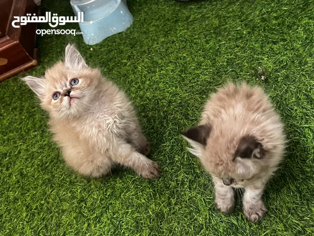 حاجه الله يبارك همالايا وبيور حاجه ماشاء لله وكزيونيي حررق