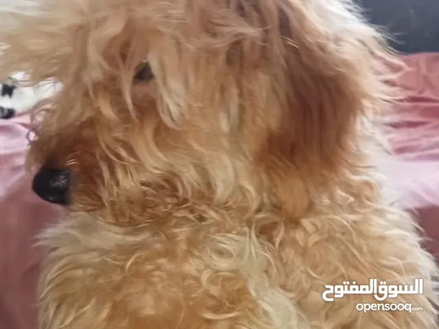 كلب كانيش للبيع