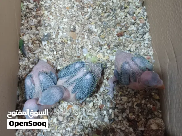 ببغاء دره هندي أفراخ للبيع العدد 3