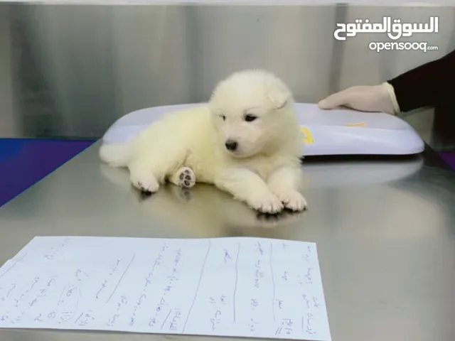 كلاب نوع سمويد جراوي عمر شهر puppy Samoyed
