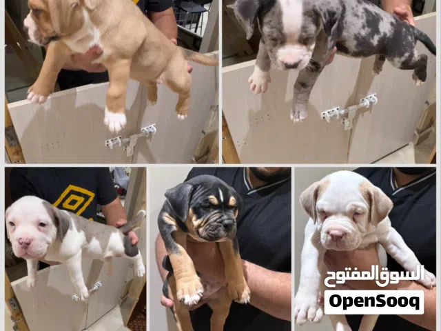 American bully XL puppies امريكان بولي