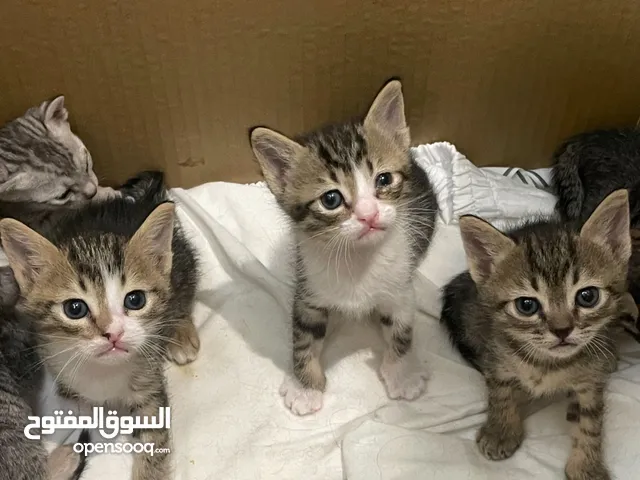 قطط مكس بلدي وشرازي