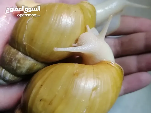 حلزون افريقي