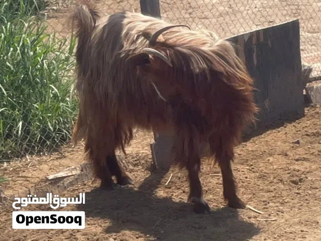 شه من حلل السعيدي أموره طيبه فول سمنه ينفع للتربية وزبح
