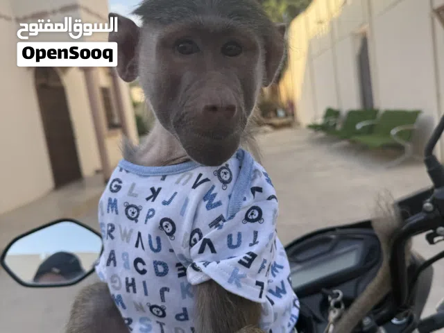 قرد   ذكر للبيع